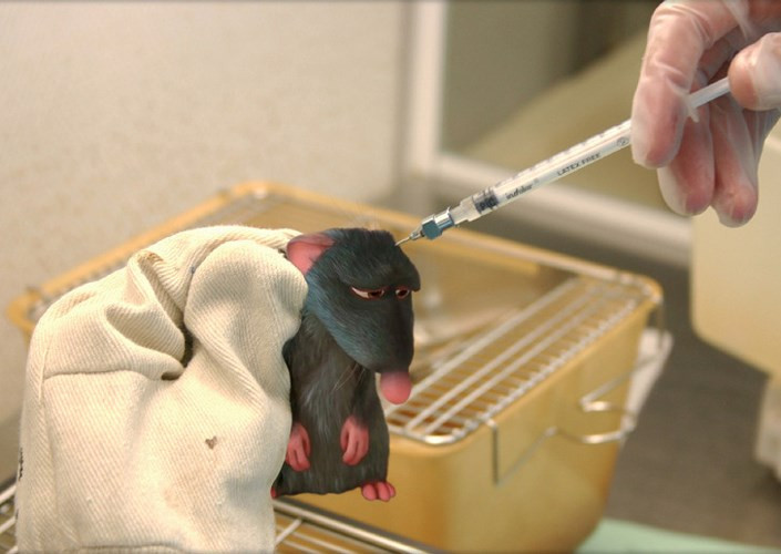 Trong thế giới của Disney, chuột Remy là đầu bếp nổi tiếng. Còn nếu ở ngoài đời, ngay lập tức Remy sẽ bị đưa vào phòng thí nghiệm.