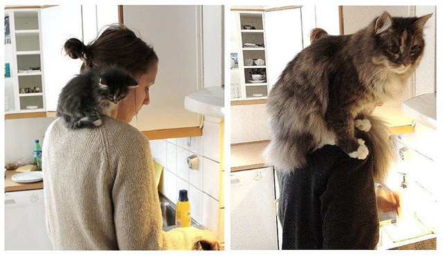 Nặng trĩu vai rồi.