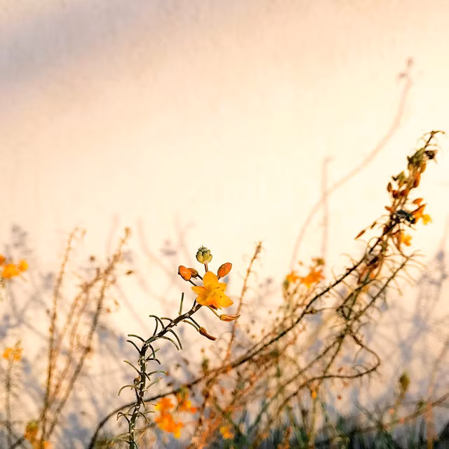 Nhiếp ảnh gia Alison Helena (Mỹ) với bức ảnh chụp bằng iPhone 7 đã giành được chiến thắng ở hạng mục “Hoa”.