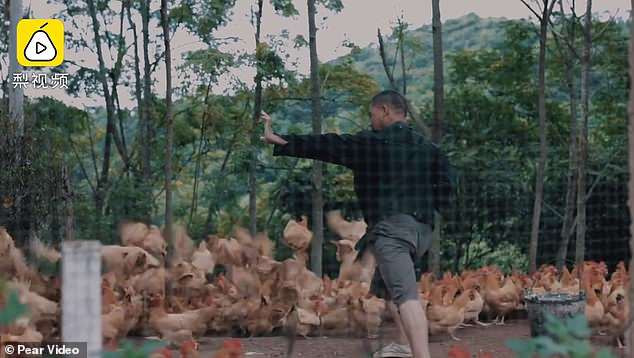 Một người nông dân luyện võ khi đang cho đàn gà ăn.