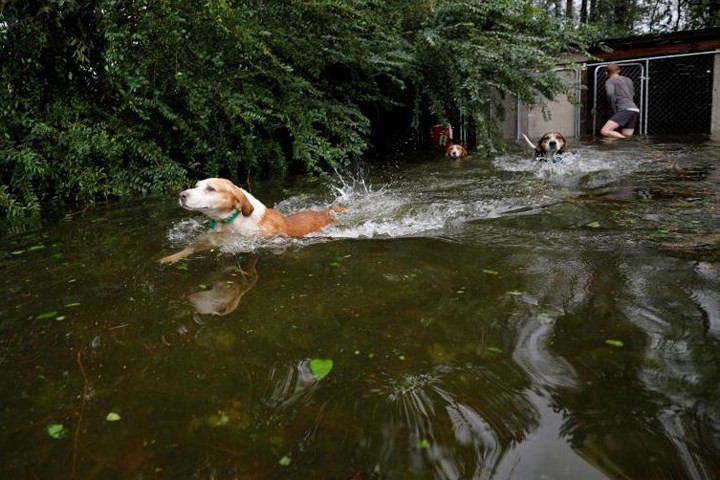 Những chú chó này đã bị bỏ lại trong cũi khi người chủ của chúng vội đi sơ tán. Các tình nguyện viên đã đến kịp thời để cứu sống lũ chó tội nghiệp.