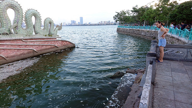 Số lượng cá chết không đáng kể so với lần cá chết hàng loạt năm 2016 nhưng cũng đủ nổi trắng một góc bờ hồ.