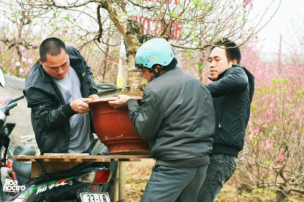 Khách tới trực tiếp vườn đào Nhật Tân để chọn mua cây, sau đó thuê xe ôm túc trực tại đây để chuyển về nhà.