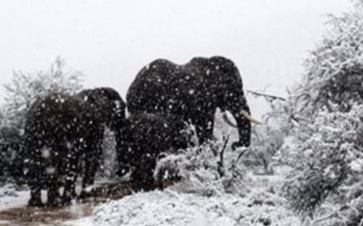 Đàn voi cũng khá hoang mang khi thời tiết thay đổi bất thường. Nhiệt độ tại vùng Cape và Kwazulu-Natalcủa Nam Phi bắt đầu giảm từ hôm 7/9 và tuyết rơi dày tới 22cm tại một số khu vực trong 3 ngày qua. Ảnh: Twitter.