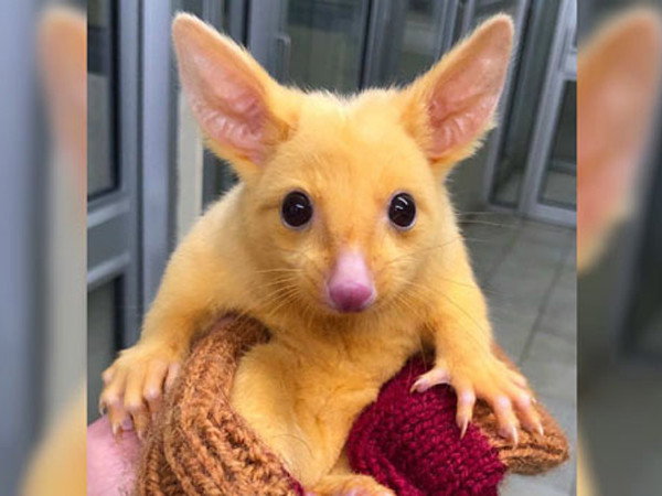 Con chồn có vẻ ngoài giống hệt Pikachu.