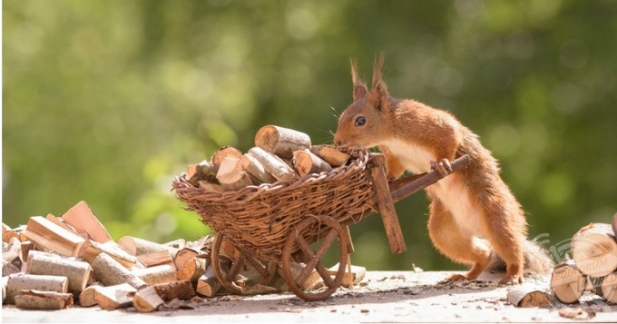 "Đây là một loại tưởng tượng, thêm một chút thủ thuật. Tôi tạo ra thế giới của trí tưởng tượng, biến những điều không thể thành có thể với loài động vật xinh đẹp này", nhiếp ảnh gia chia sẻ.