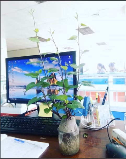 Chưa bao giờ trồng bonsai lại đơn giản và độc đáo đến thế. Ảnh: ngoc_vu_rubywjn