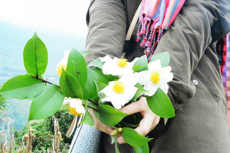 Hoa sở tháng 12 là loài hoa đặc trưng của vùng đất này.