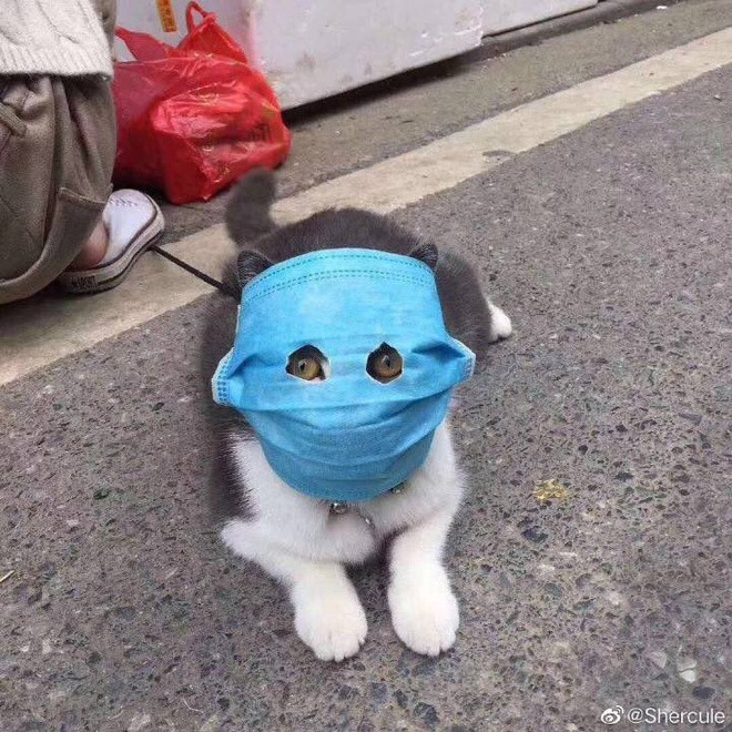 Con mèo gây bão mạng với hình ảnh đeo khẩu trang giữa dịch viêm phổi cấp.