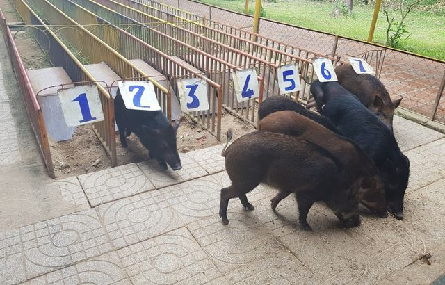 Bầy heo đua về đích và được thưởng một bữa ăn ngon lành.