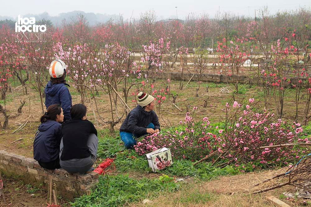 Giá buôn và lẻ không chênh lệch quá nhiều, phụ thuộc vào khả năng “trả giá” của người mua.