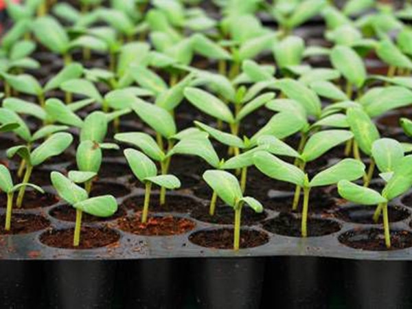 Bạn chọn số hạt nảy mầm càng nhiều, chứng tỏ mức độ tự tin của bạn càng cao.