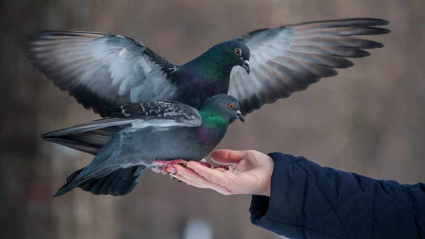 Ảnh: Wallpapers13.com.