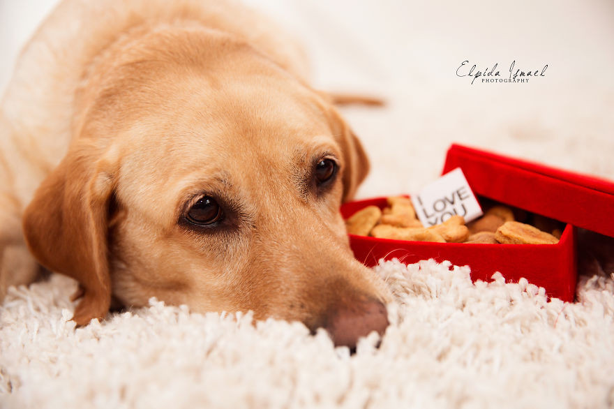 Phát ghen với 3 chú chó có bộ ảnh Valentine siêu dễ thương! ảnh 10