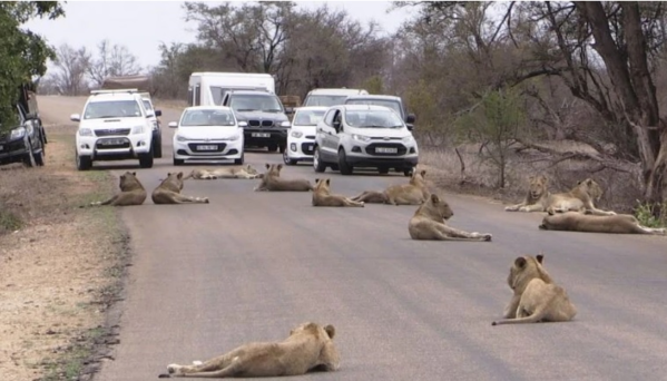 Những hình ảnh đàn sư tử dạo chơi ngoài đường có xe đi lại thường xảy ra ở công viên Kruger.