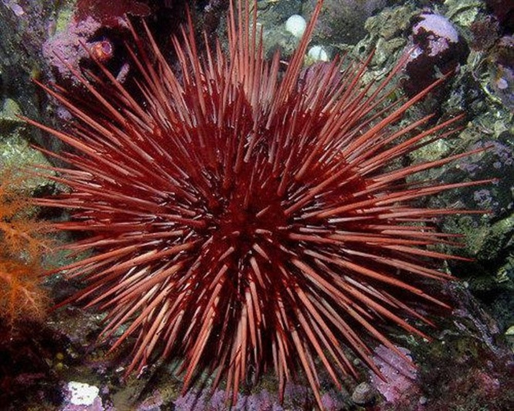 Đâu chỉ có rùa, còn vô số động vật vượt xa con người về khoản sống lâu ảnh 1