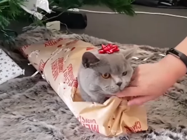 Công đoạn cuối đã hoàn thành. Gắn nơ đỏ nghen.