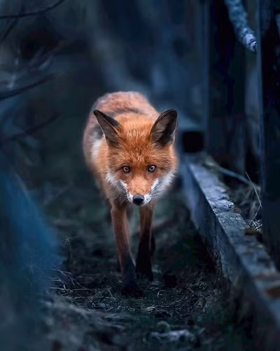 Hay một chú cáo bước đi trong đêm lại cho ta một cảm giác ly kỳ.