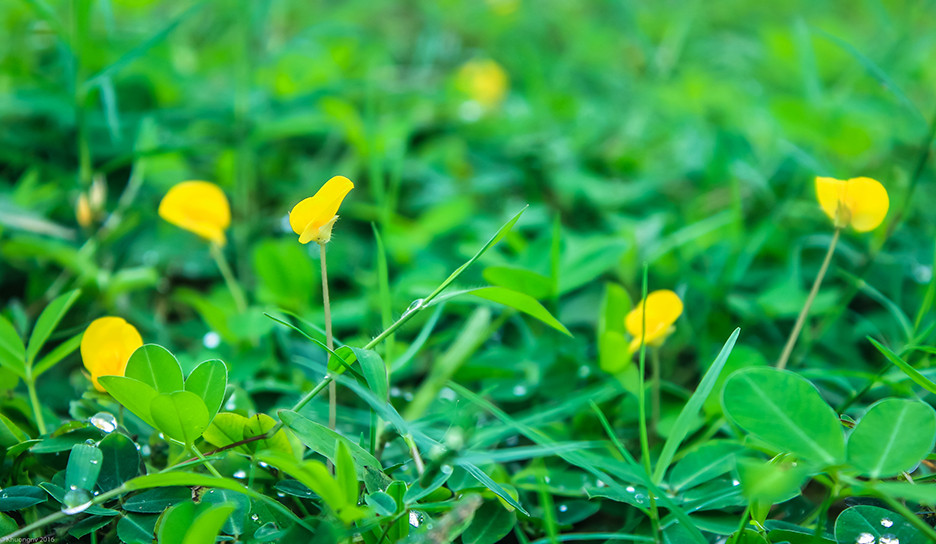 Tại ngôi trường này, cỏ lạc là loại cây “đặc sản” được phủ kín khuôn viên.