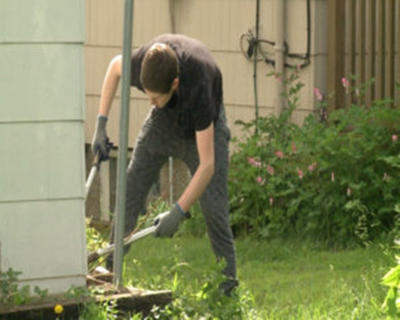 Một bạn học sinh đang nhổ cỏ để được chấm điểm Thể dục.