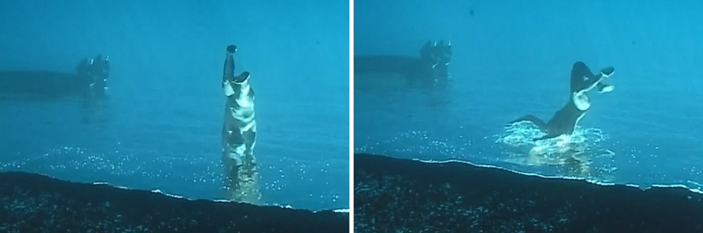 Sau một hồi xem đi xem lại, cuối cùng nhiều người đã nhận ra được điểm kì lạ và lý giải được hành động của người thợ lặn.