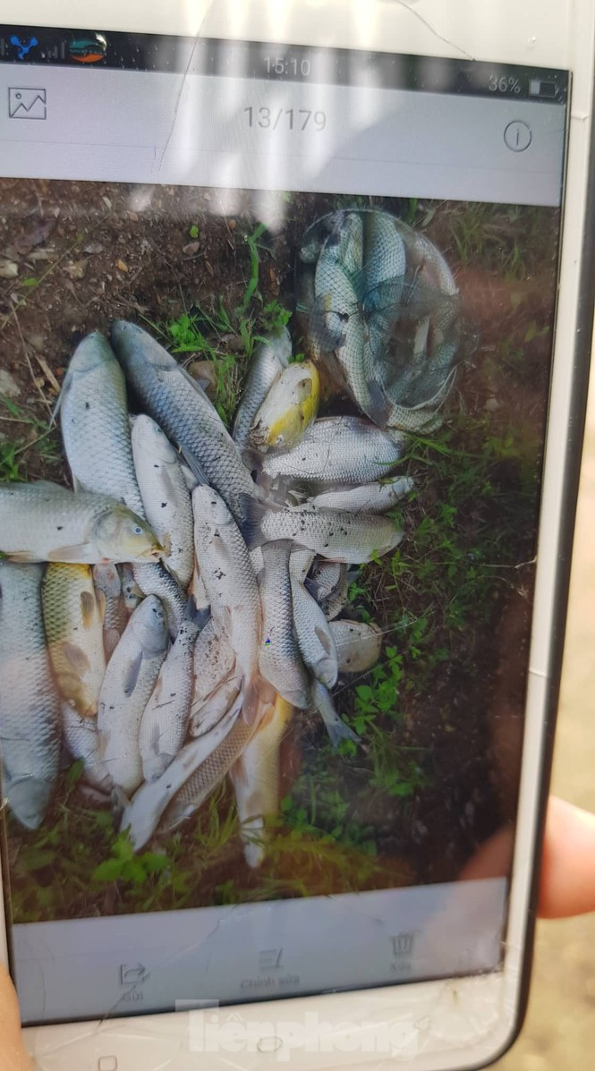 Cá chết trắng bụng sau khi bị dầu đen loang vào dòng nước. Ảnh chụp màn hình điện thoại của người dân.