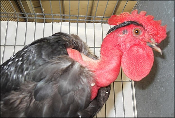 Chiếc cổ dài không có lông của gà cổ trần Transylvania đang được rất nhiều người ưa chuộng, săn lùng nuôi và mua. (Ảnh: Kiến thức).