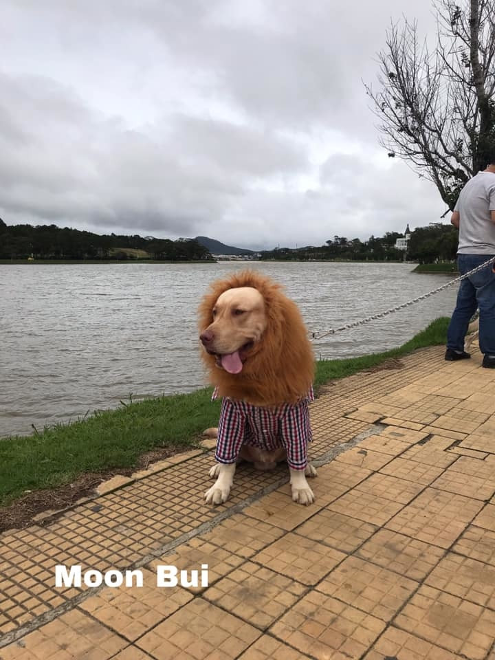 Sư tử gì trông chả đáng sợ tẹo nào cả.