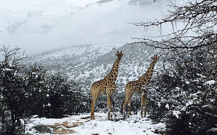 Trong khi người dân Nam Phi thích thú chia sẻ hình ảnh của đợt tuyết bất thường cuối Đông, thì loài động vật hoang dã lại "bối rối" vì sự bất thường này. Ảnh: Twitter.