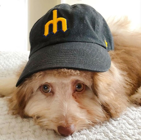 Chú chó Nori có một đôi mắt đầy thần thái.