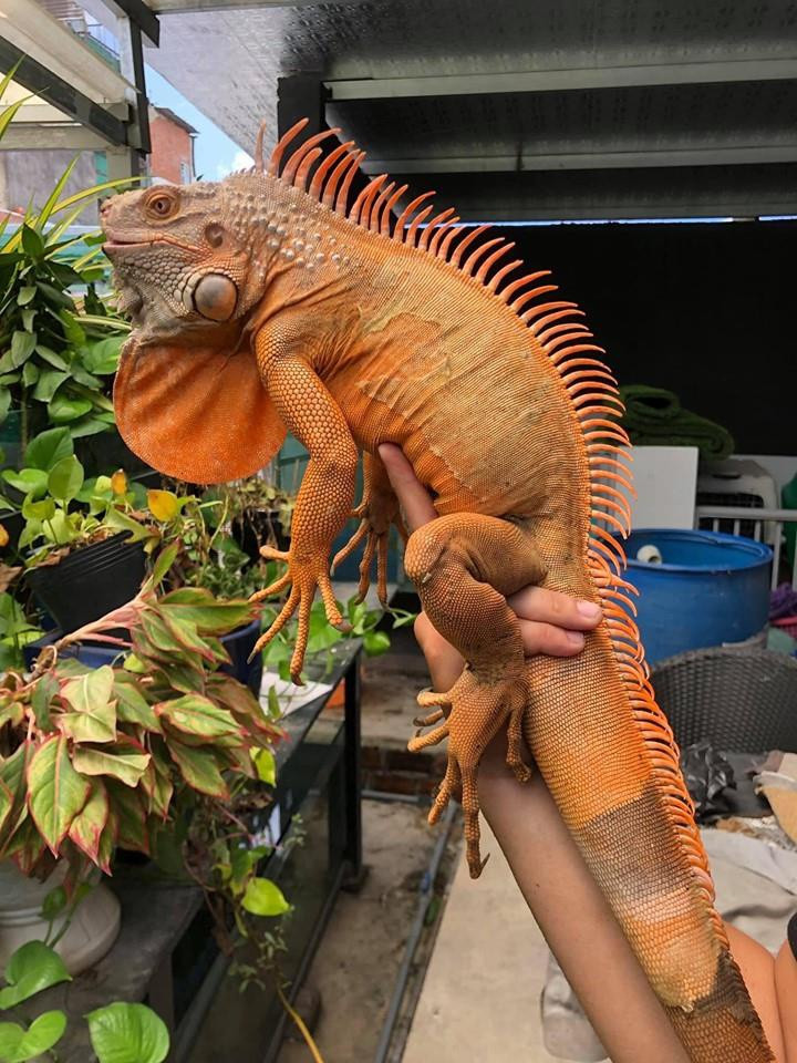 Ảnh: Thu Trang, Trần Hoàng Nguyên Kha.