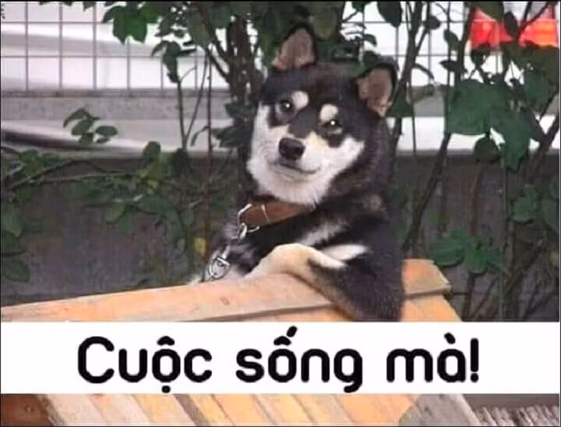 Ừ, cuộc sống mà!
