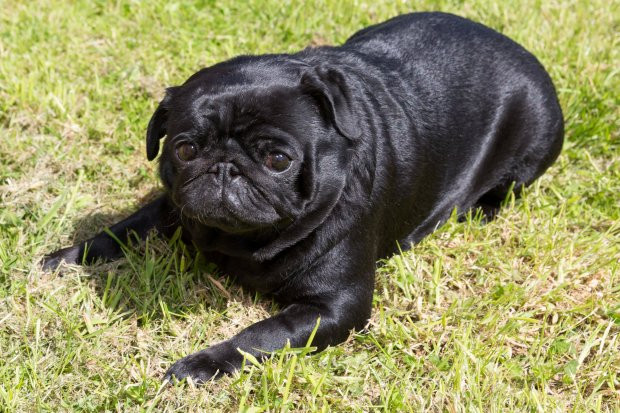 Polly, chỉ vì lười vận động và di chuyển nên cô nàng trở thành thí sinh bất đắc dĩ của cuộc thi năm nay khi cân nặng lên tới 11kg. Polly, chỉ vì lười vận động và di chuyển nên cô nàng trở thành thí sinh bất đắc dĩ của cuộc thi năm nay khi cân nặng lên tới 11kg.