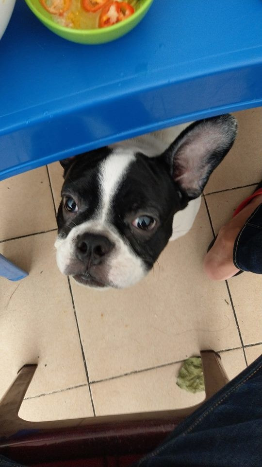 Đang ăn mà ở đâu độn thổ rồi trồi lên ngay bàn mình đứng xin ăn mới ghê. (Ảnh: Thuần Trương)