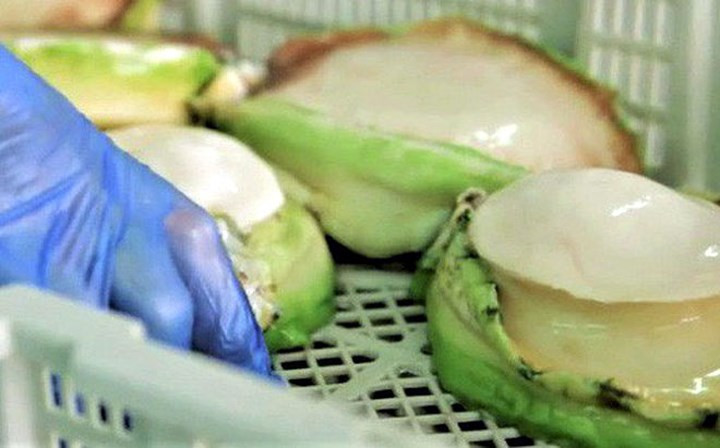 Bào ngư viền xanh có giá đắt là do khó đánh bắt. Người thợ thường phải lặn ở vùng biển nguy hiểm và chỉ đánh bắt theo số lượng cho phép. (Ảnh: Trí thức trẻ).