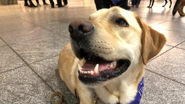 Carson, thành viên hai tuổi của biệt đội YUL.