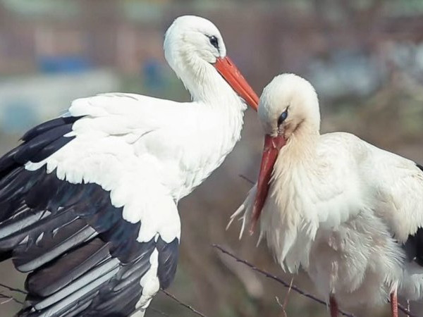 Hình ảnh hạnh phúc của Malena và Klepetan.