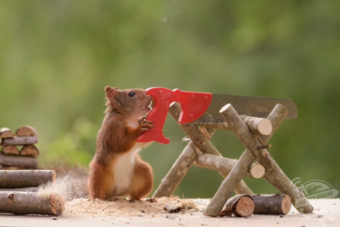 Con sóc đỏ hoang dã thực hiện "ý đồ" bằng cách sử dụng một cái cưa nhỏ để bổ những khúc cây làm củi đốt.