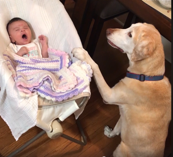 Sao cứ ngáp mãi vậy, để &quot;boss&quot; ru mãi thế?