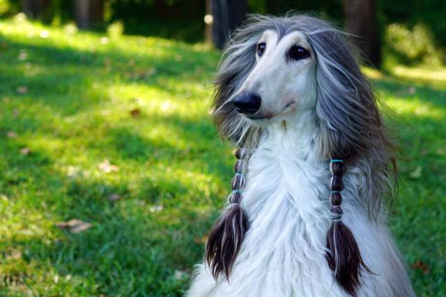 Đôi khi Battle được chủ bện lông hết sức dễ thương.