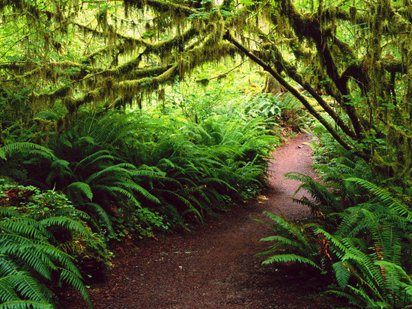 Vườn quốc gia Phú Quốc với hệ sinh thái đa dạng.