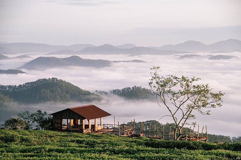 Cầu gỗ săn mây gồm một mái chòi nhỏ cùng một nhịp cầu dẫn ra triền đồi. (Ảnh: @rose_nse)