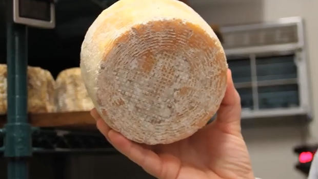 Ai sẽ dám thử pho mát làm từ vi khuẩn lấy từ rốn?