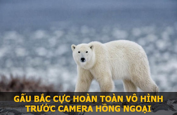 Để giữ nhiệt, gấu Bắc Cực sở hữu một lớp mỡ và lông cực kỳ dày. Do đó, dù bên trong cơ thể ấm nóng, nhưng phía bề mặt lại có nhiệt độ gần tương đương với băng tuyết ở vùng cực. Chính vì vậy, loài động vật này hoàn toàn hòa lẫn với môi trường và không bị phát hiện bởi các thiết bị tầm nhiệt.