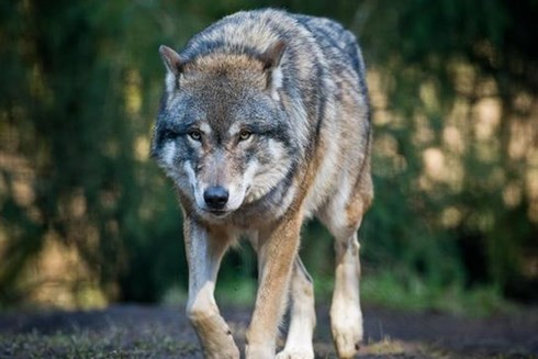 Sói gây ra 10 ca tử vong mỗi năm. Bình thường chúng rất sợ và luôn muốn tránh xa con người. Tuy nhiên động vật này sẵn sàng tấn công con người nếu bị khiêu khích.