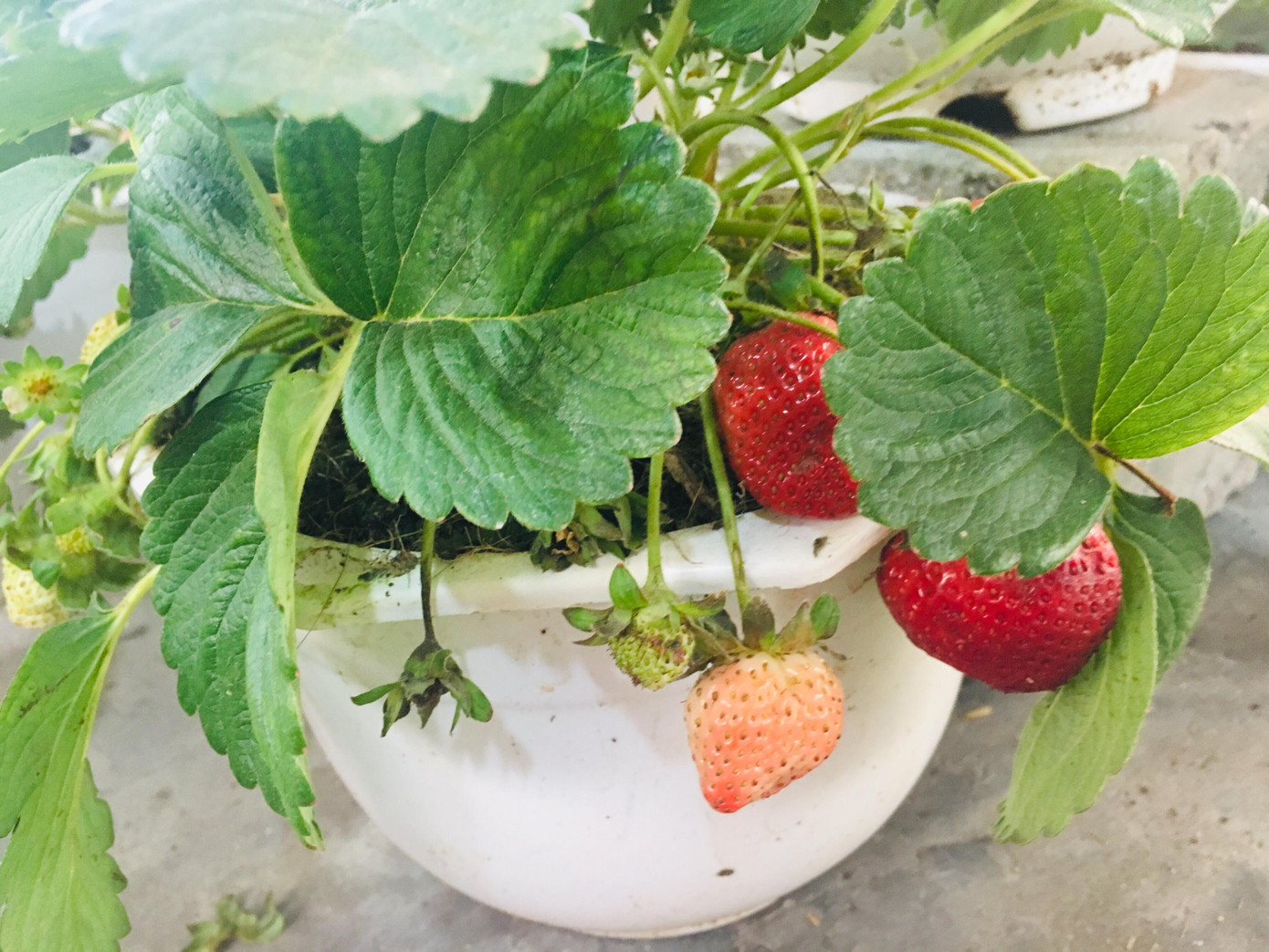 Tết này, trưng dâu tây nhé!