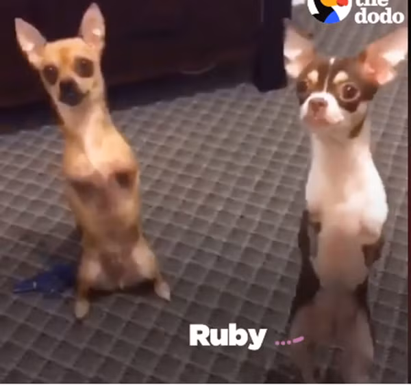 Turbo thật hạnh phúc hơn khi có thêm Ruby làm bạn hàng ngày. Điều đặc biệt là cô bé này cũng giống như cậu.