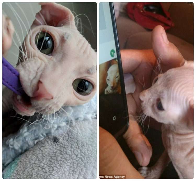 Nicole hy vọng Dobby trở thành vật nuôi trị liệu trong tương lai. “Nó bắt đầu tập luyện rồi. Vì vậy nó có thể trở thành một vật nuôi trị liệu chuyên nghiệp”.