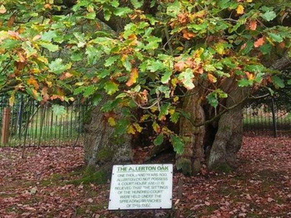 Tấm bảng dưới chân cây sồi, ghi nhận tầm quan trọng của nó.