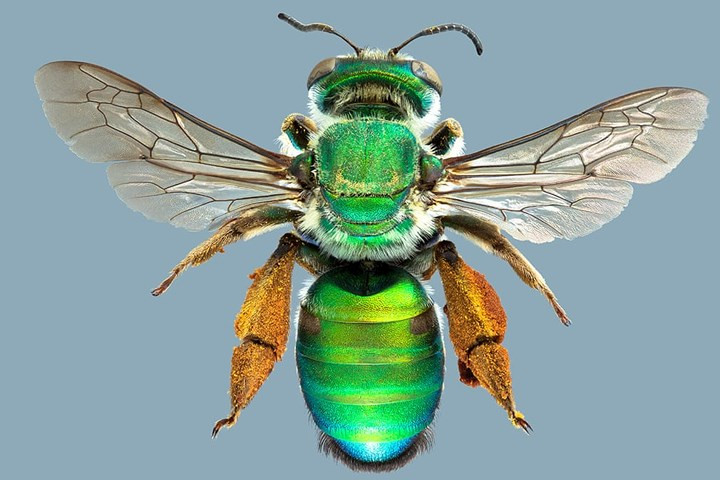 Nếu may mắn, bạn có thể gặp “viên ngọc lục bảo” biết bay tên Ctenocolletes smaragdinus này ở Tây Australia. Chúng là một chi của họ ong chỉ tìm thấy ở Australia mang tên Stenotritidae.